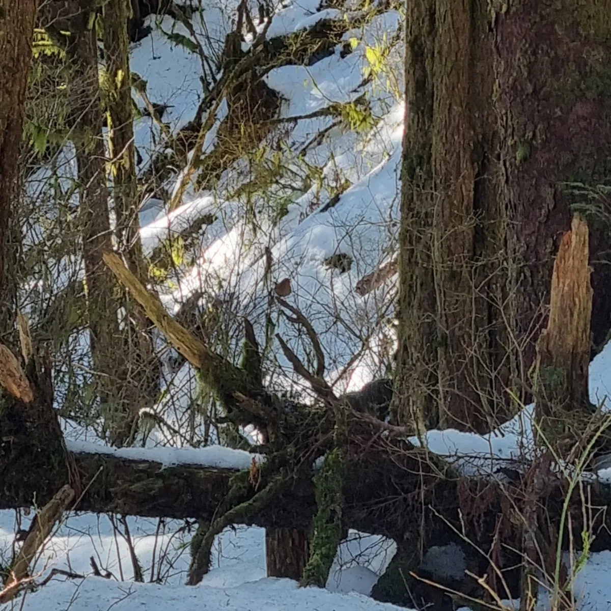Spotted Pacific Wren