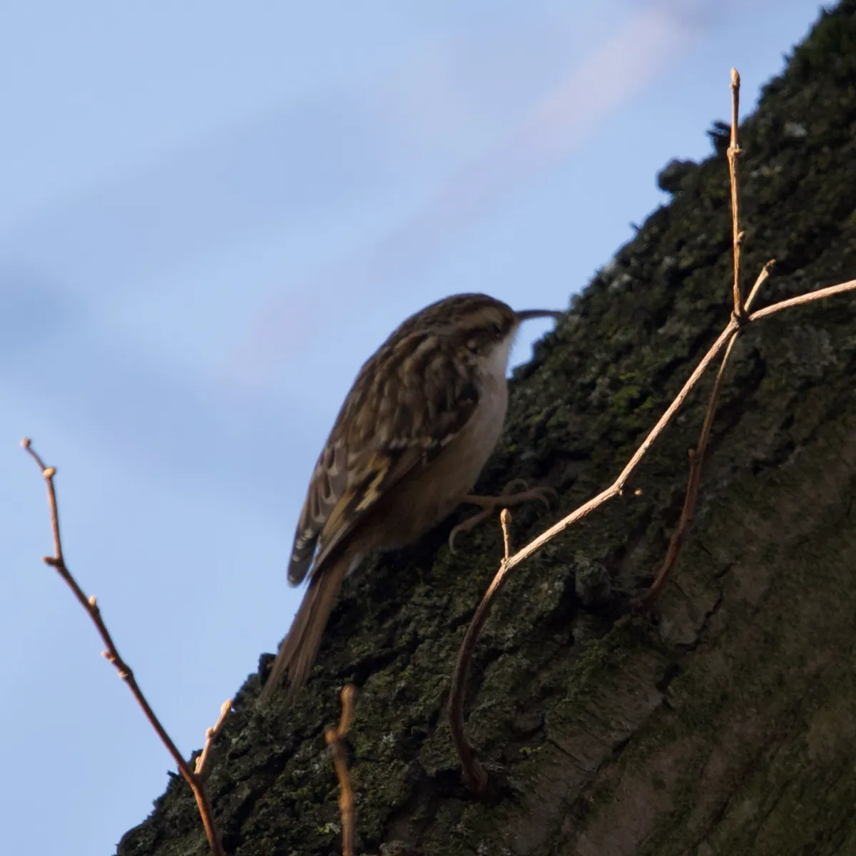Spotted Short-toed Treecreeper