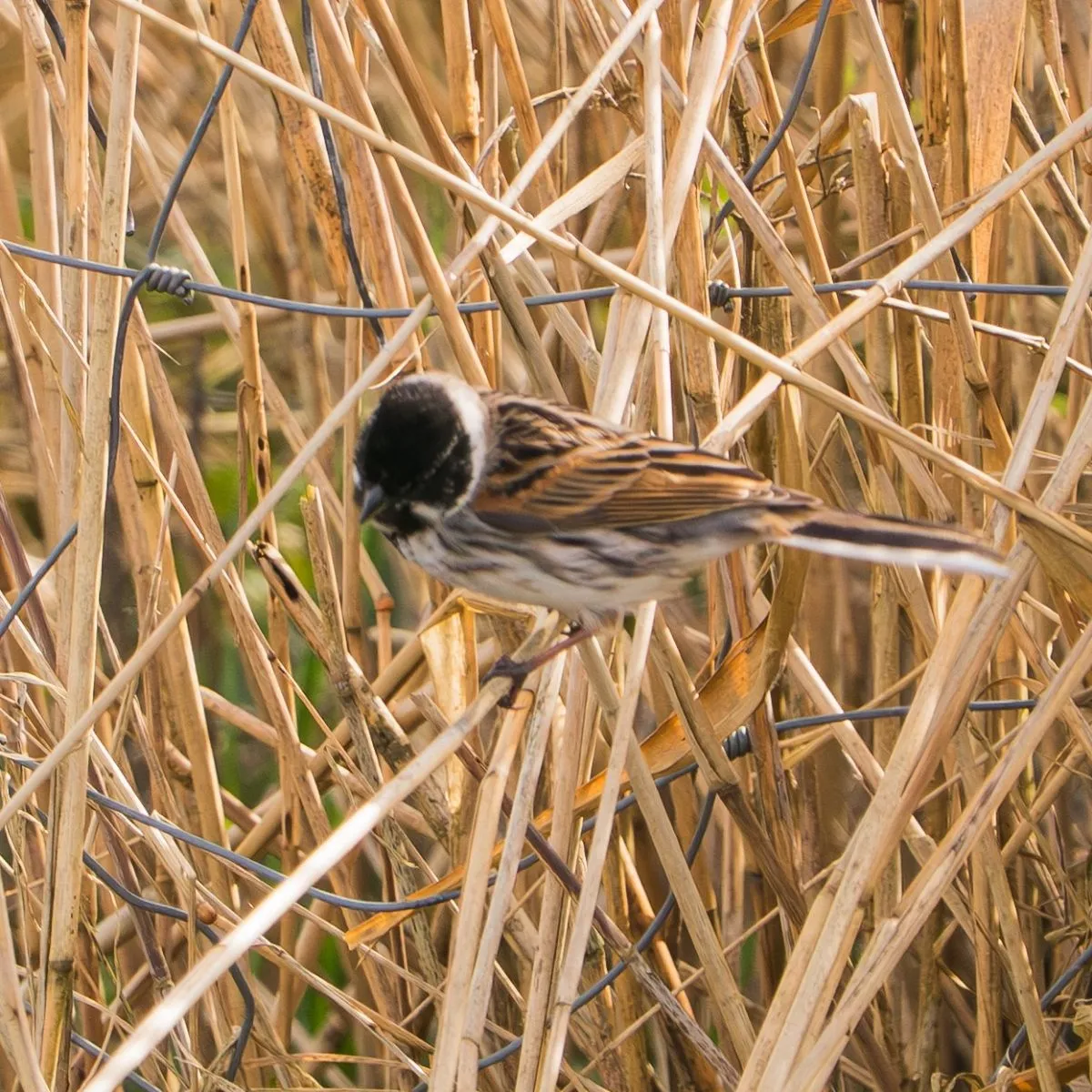 Spotted Reed Bunting