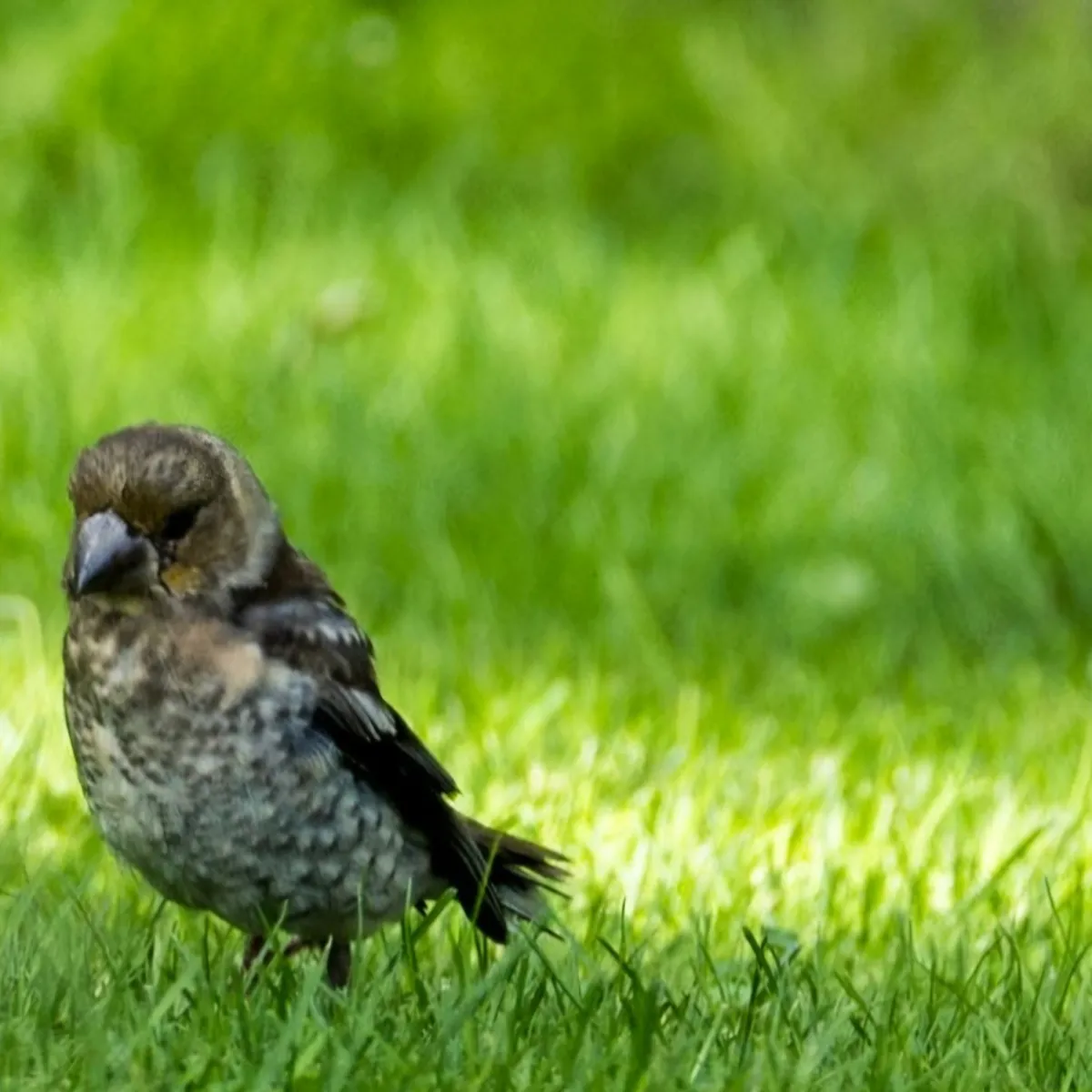 Waargenomen Appelvink
