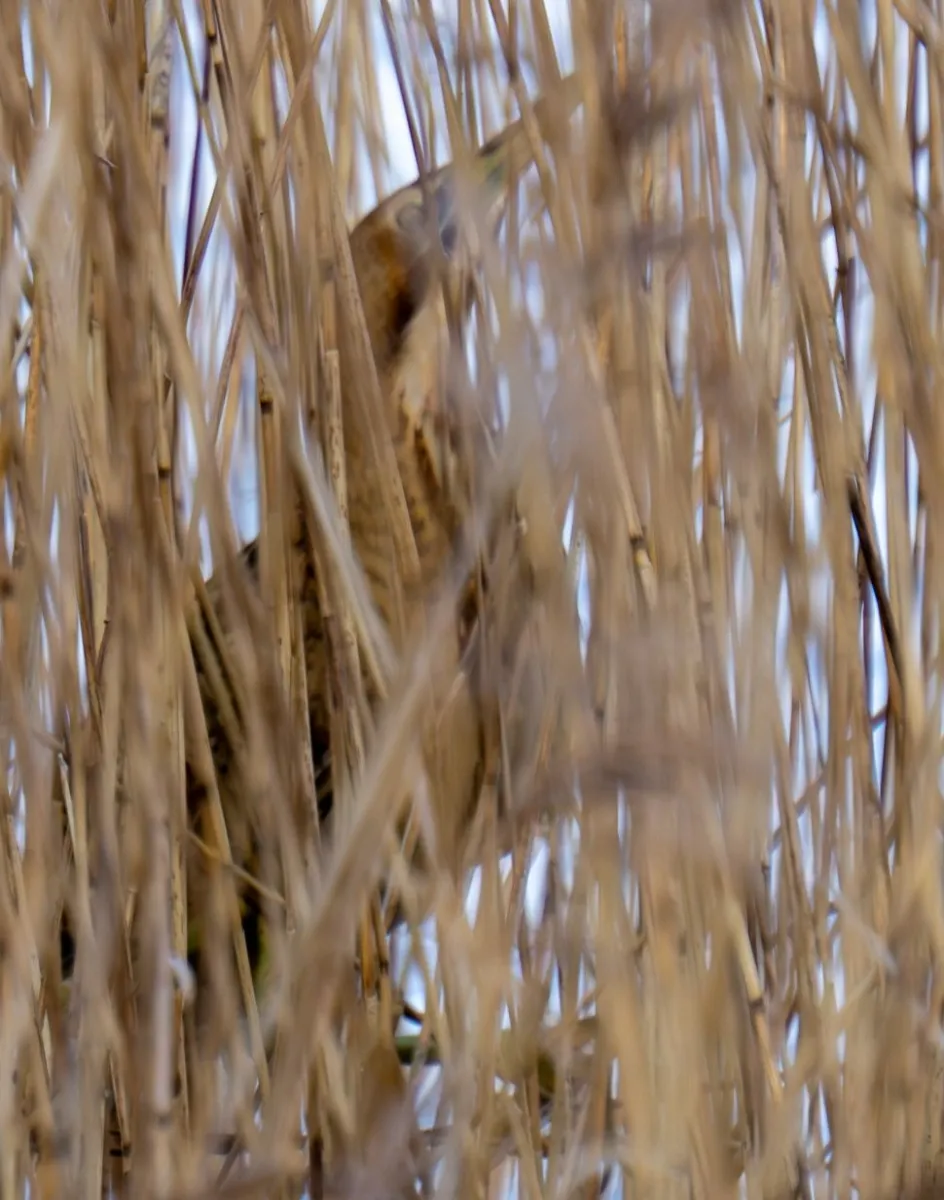 Spotted Eurasian Bittern