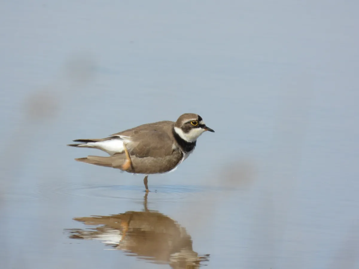 Gespotte Kleine plevier