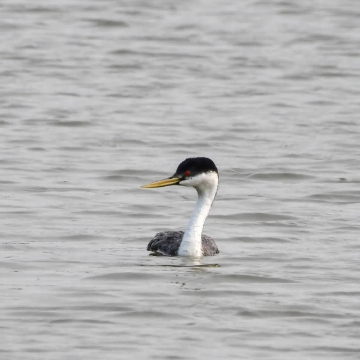 Gespotte Zwanenhalsfuut