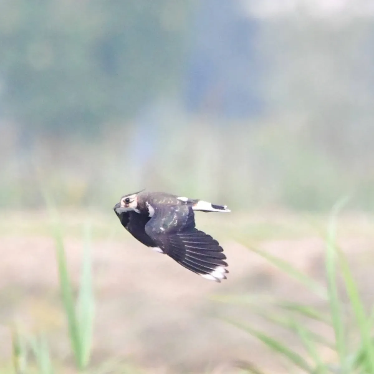 Spotted Northern Lapwing