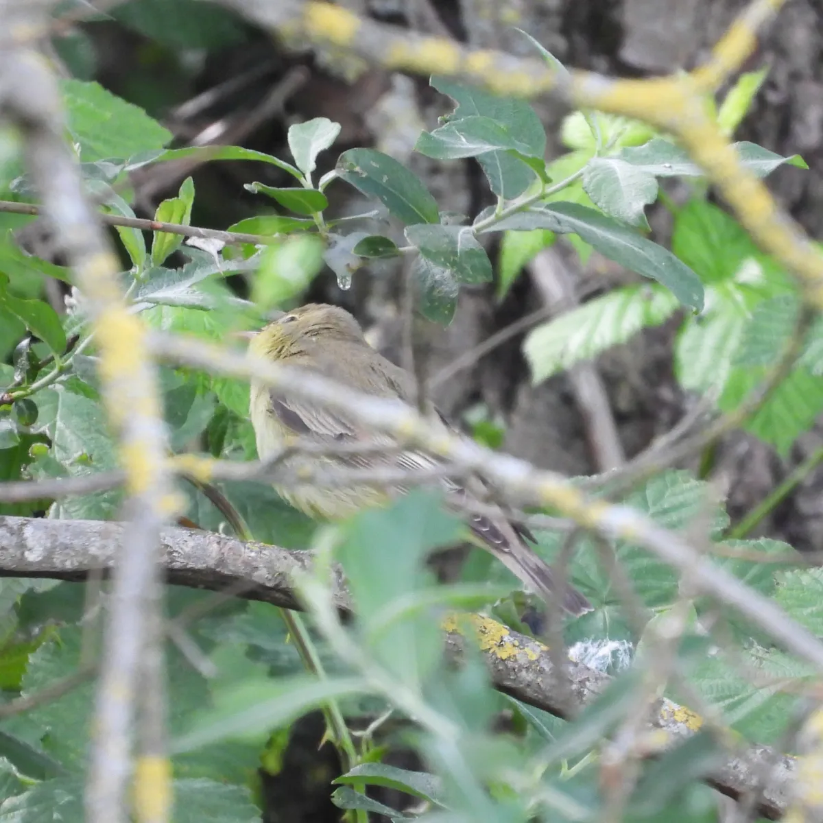 Waargenomen Spotvogel