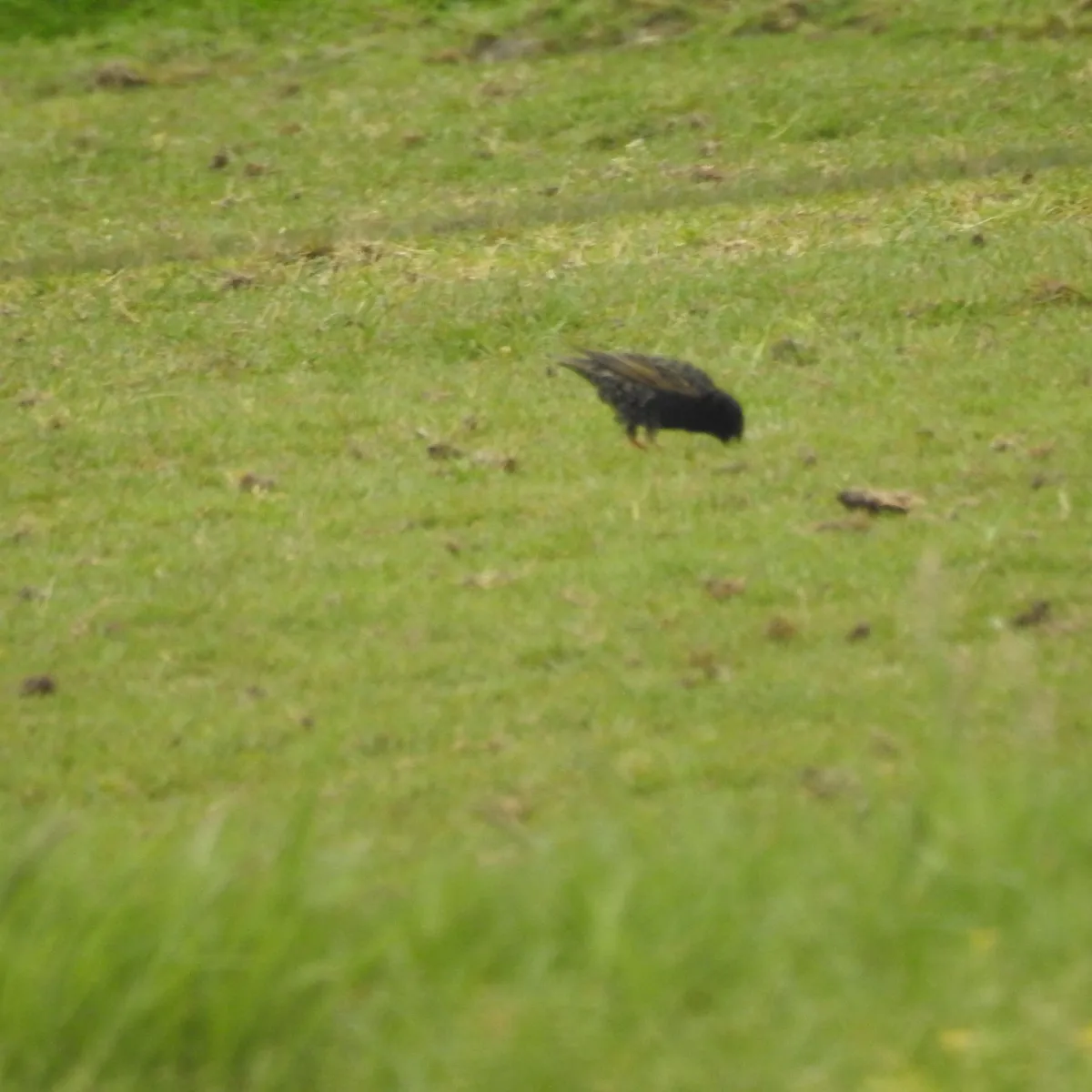 Spotted European Starling