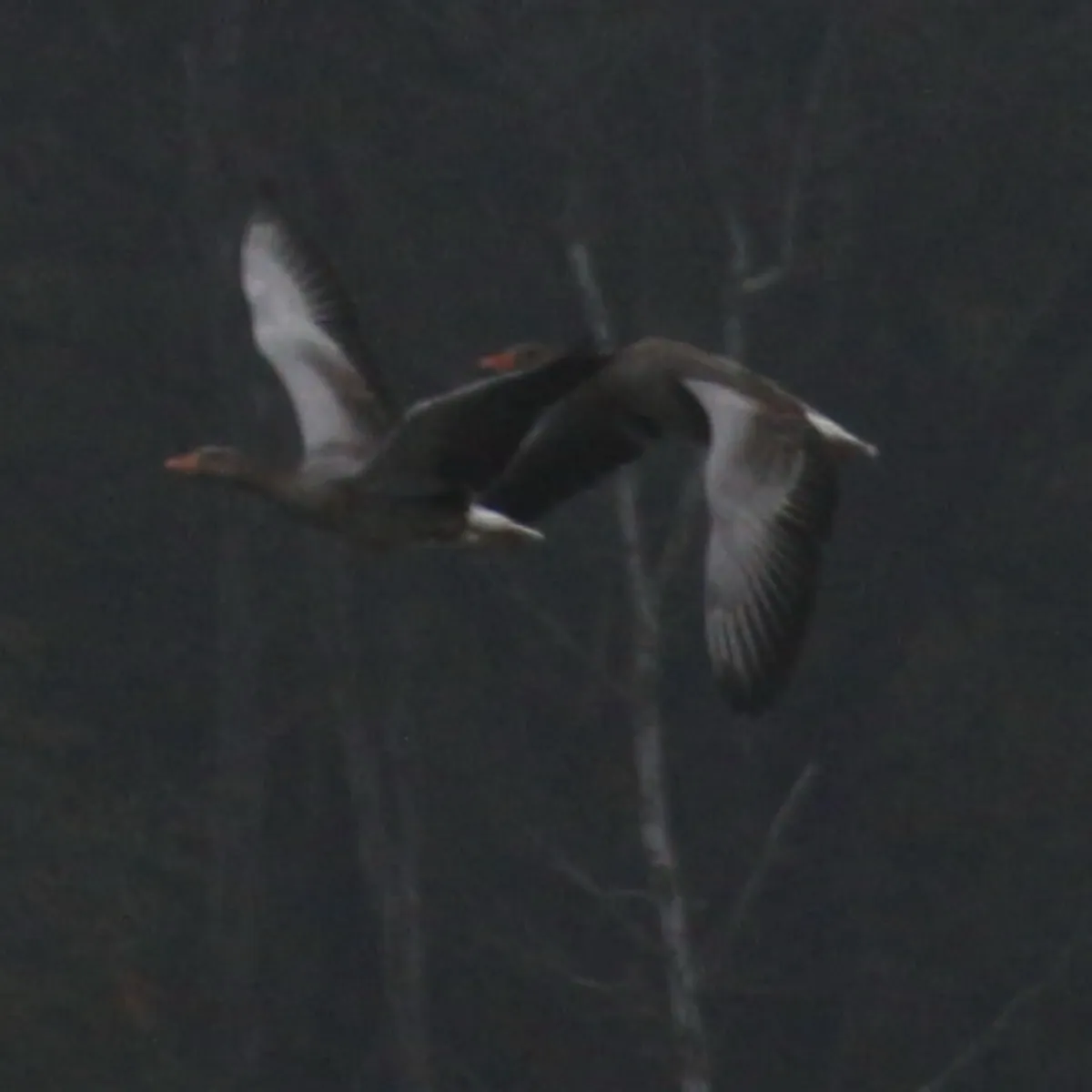 Spotted Graylag Goose