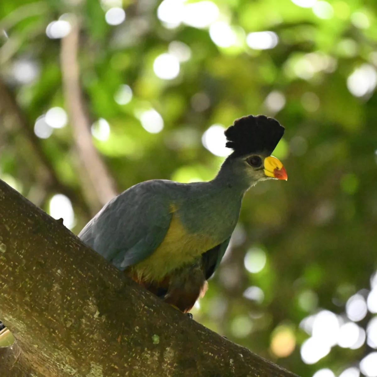 Spotted Great Blue Turaco