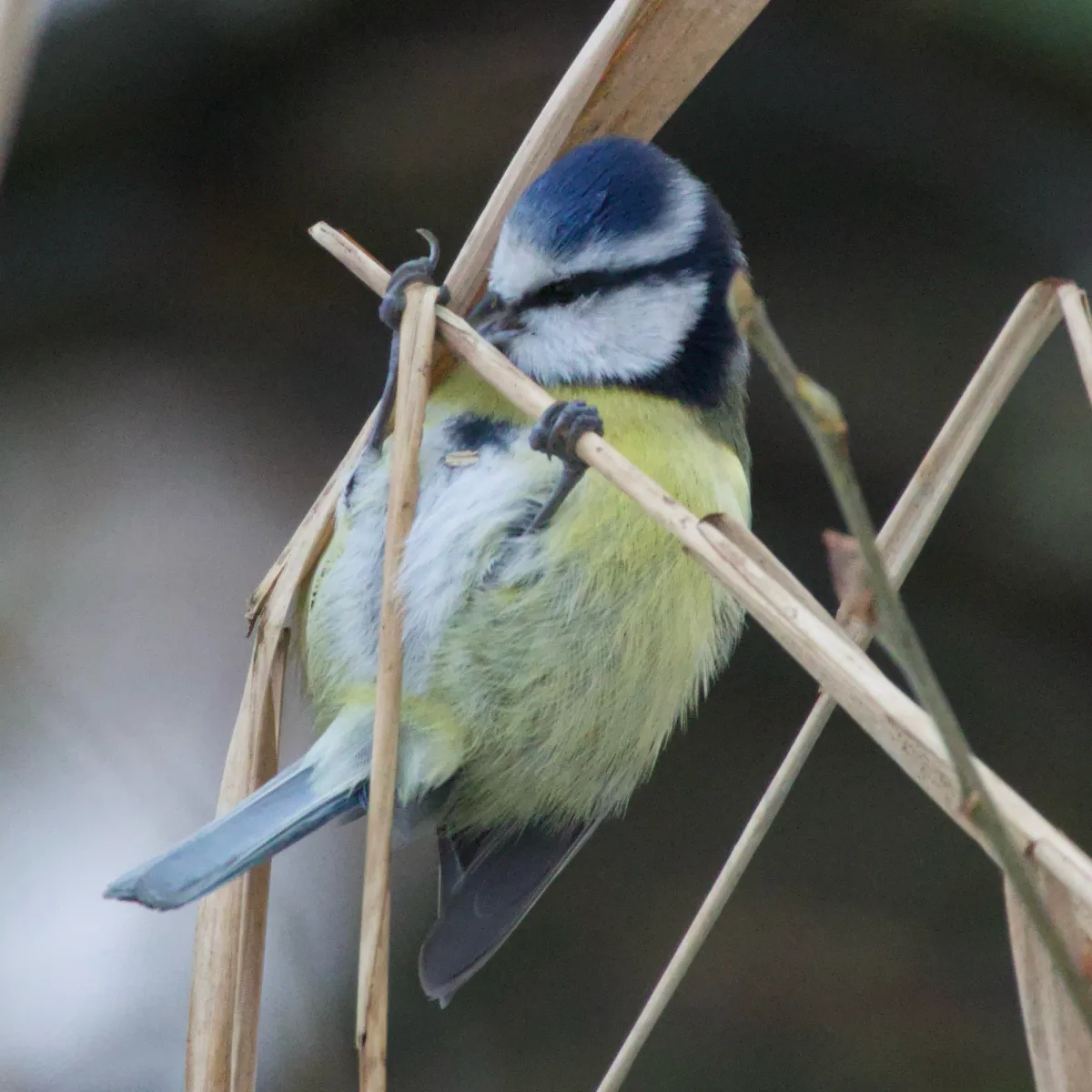 Spotted Eurasian Blue Tit