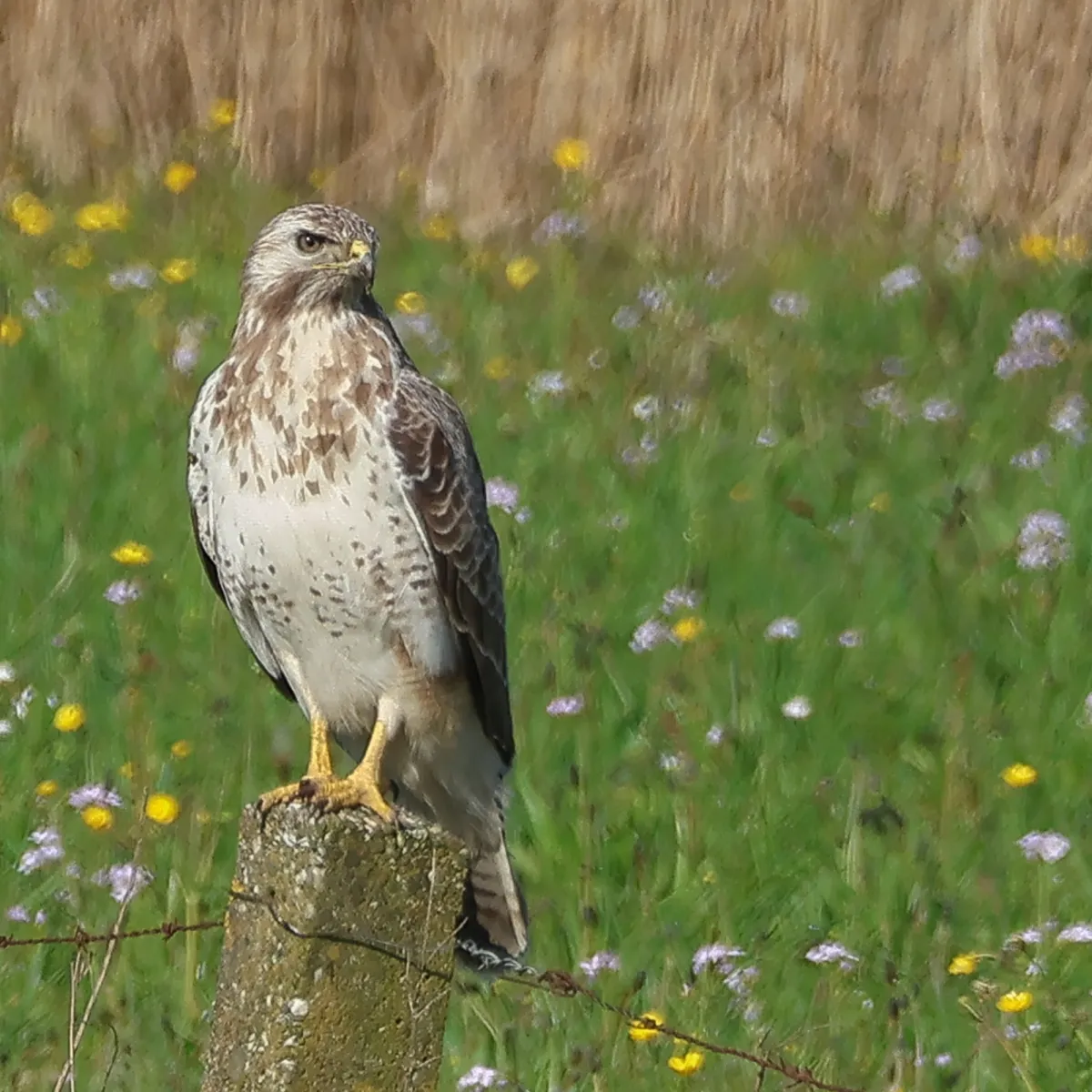 Gespotte Buizerd