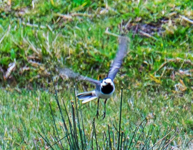 Spotted White Wagtail
