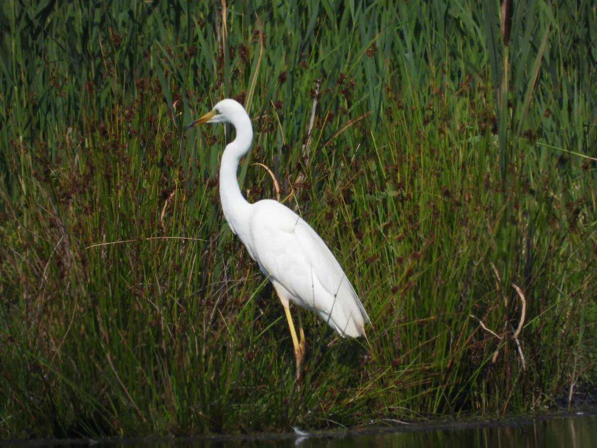 Spotted Great Egret