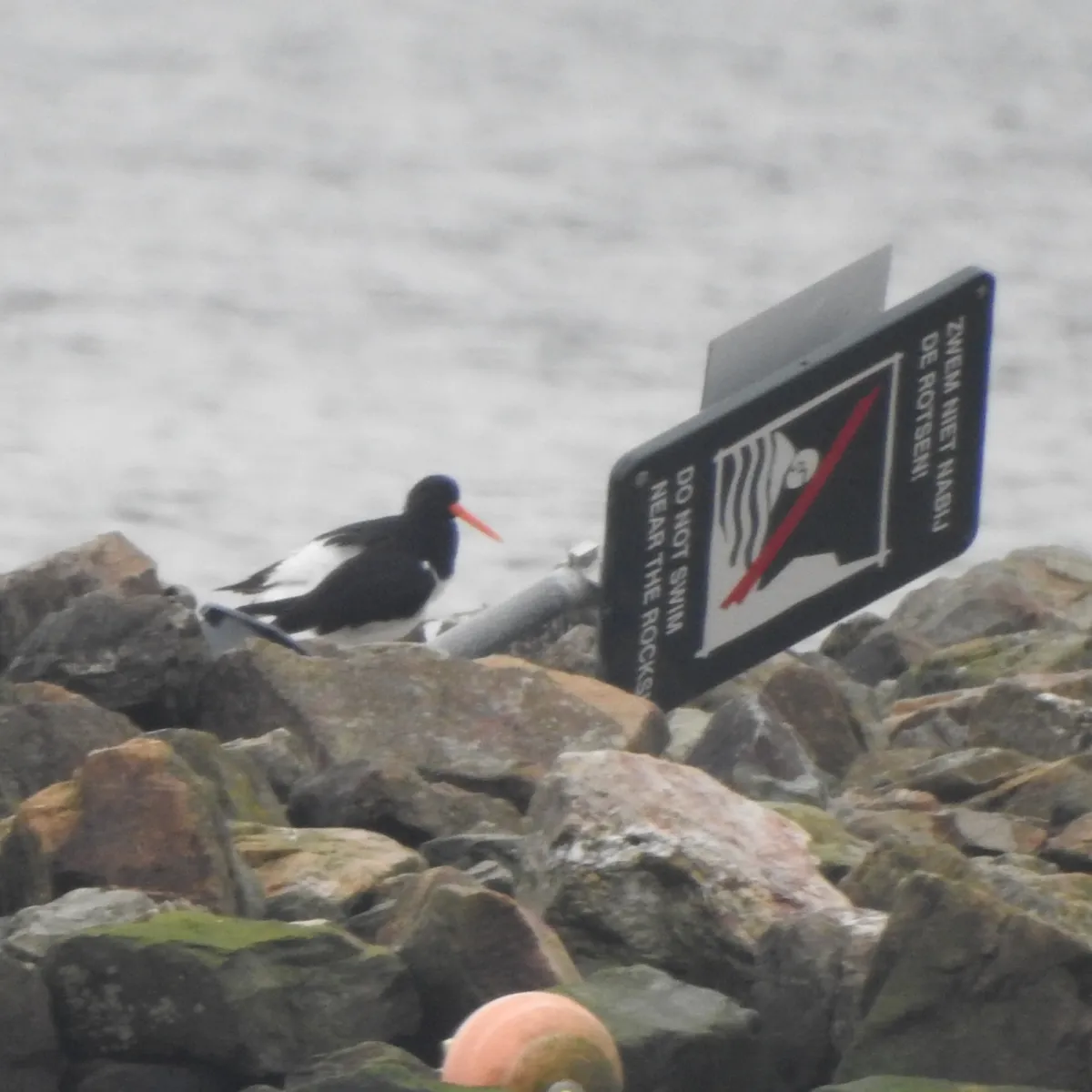 Spotted Eurasian Oystercatcher