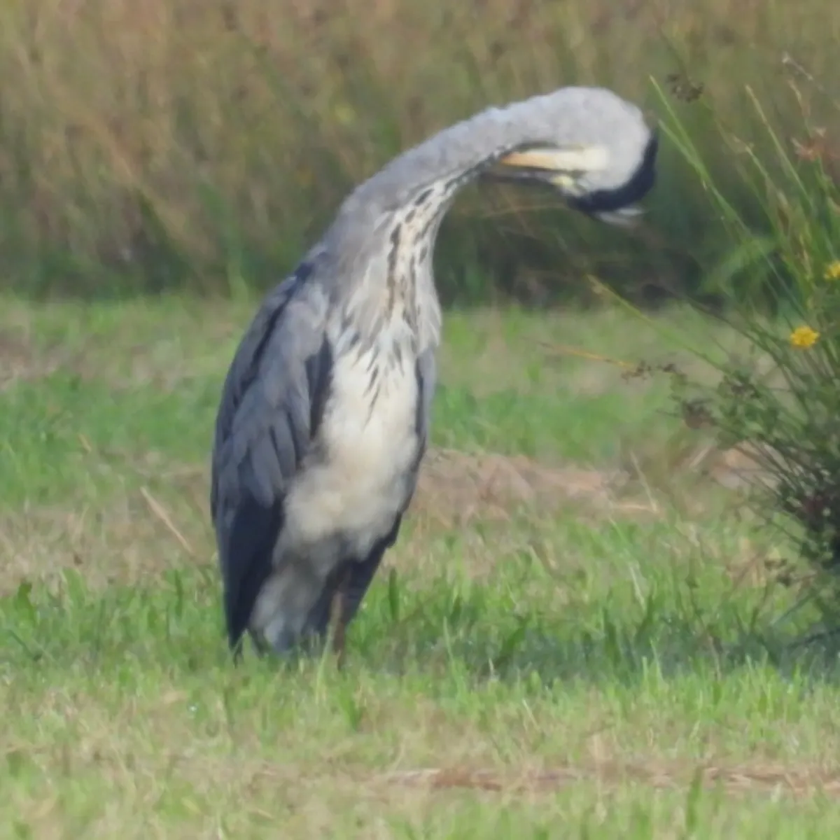 Waargenomen Blauwe reiger