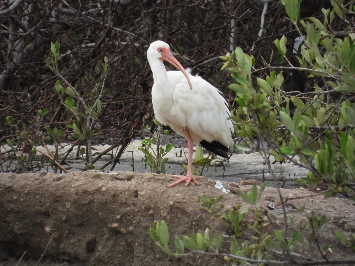 Waargenomen Witte ibis