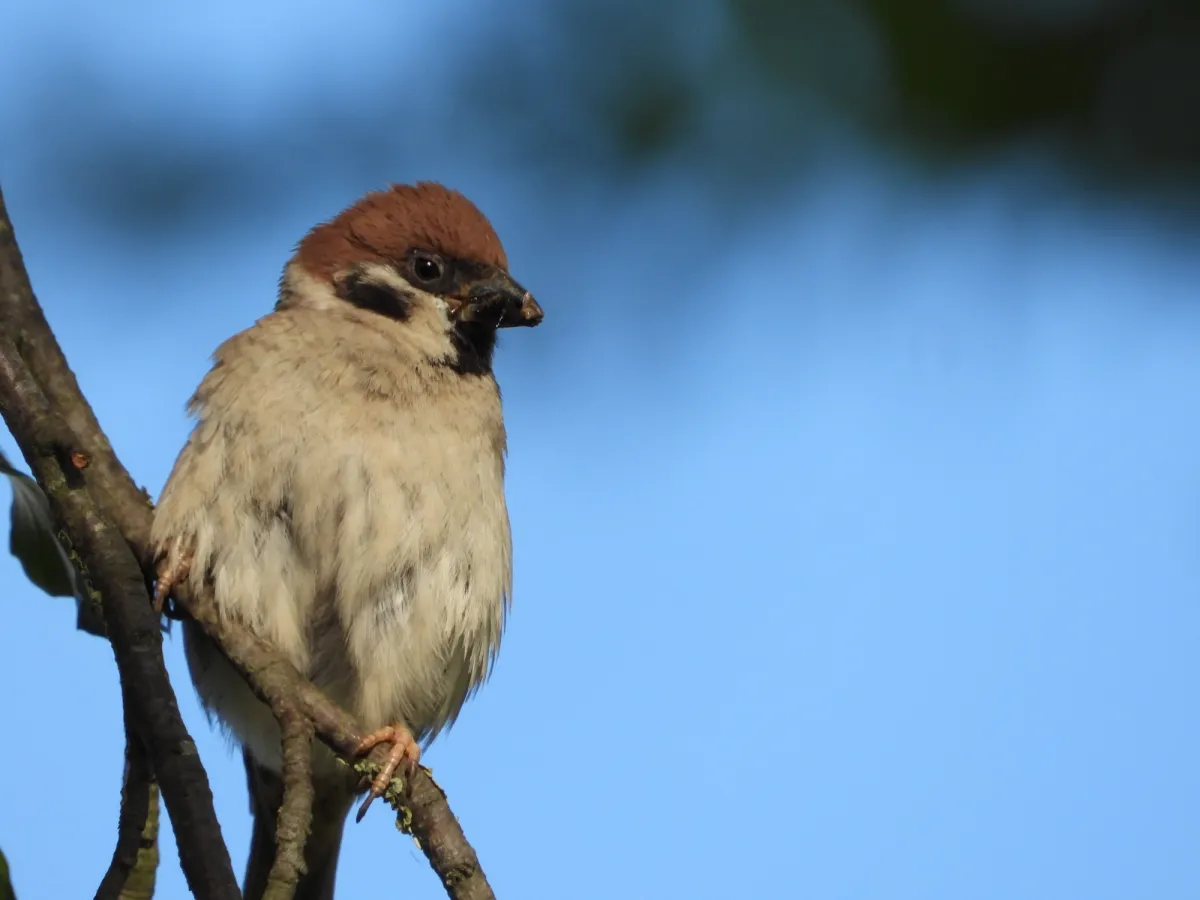 Spotted Eurasian Tree Sparrow