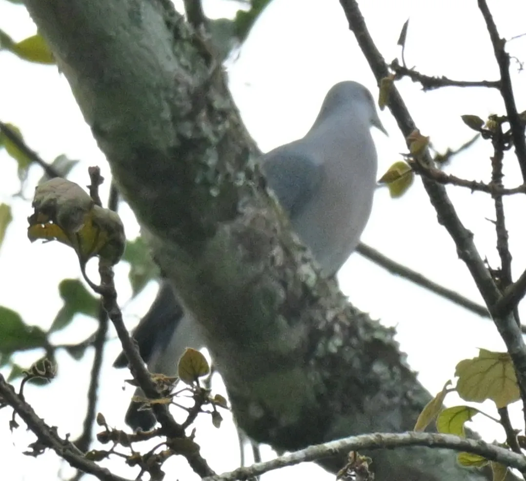 Spotted Afep Pigeon