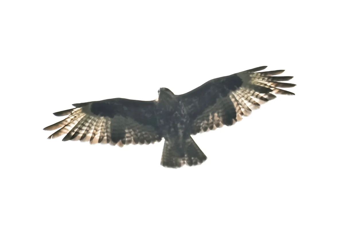 Waargenomen Bergbuizerd