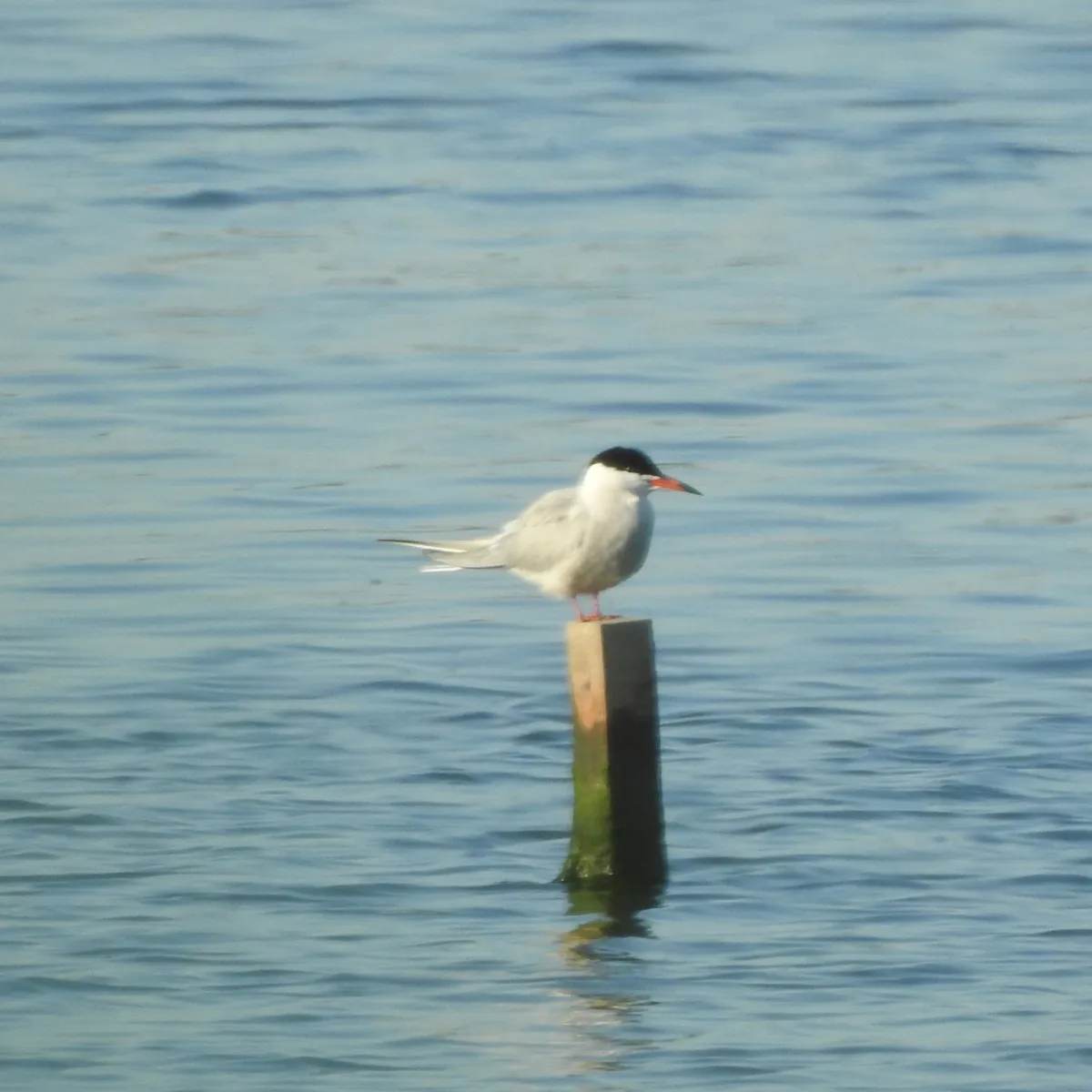 Spotted Common Tern