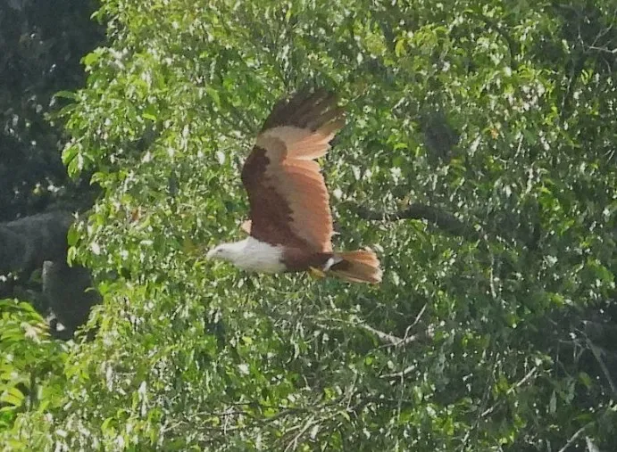 Gespotte Brahmaanse wouw