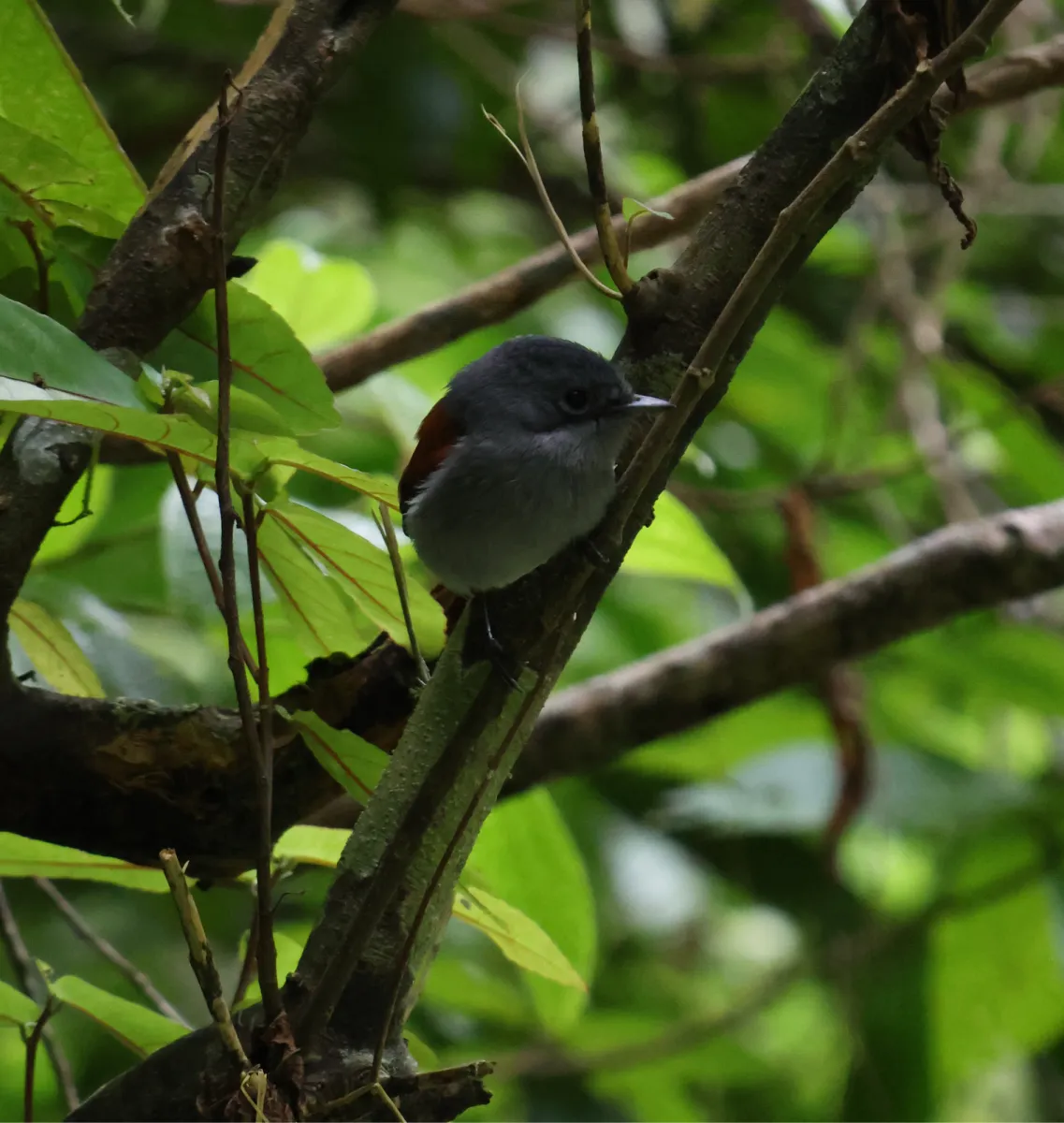 Spotted Mascarene Paradise-Flycatcher