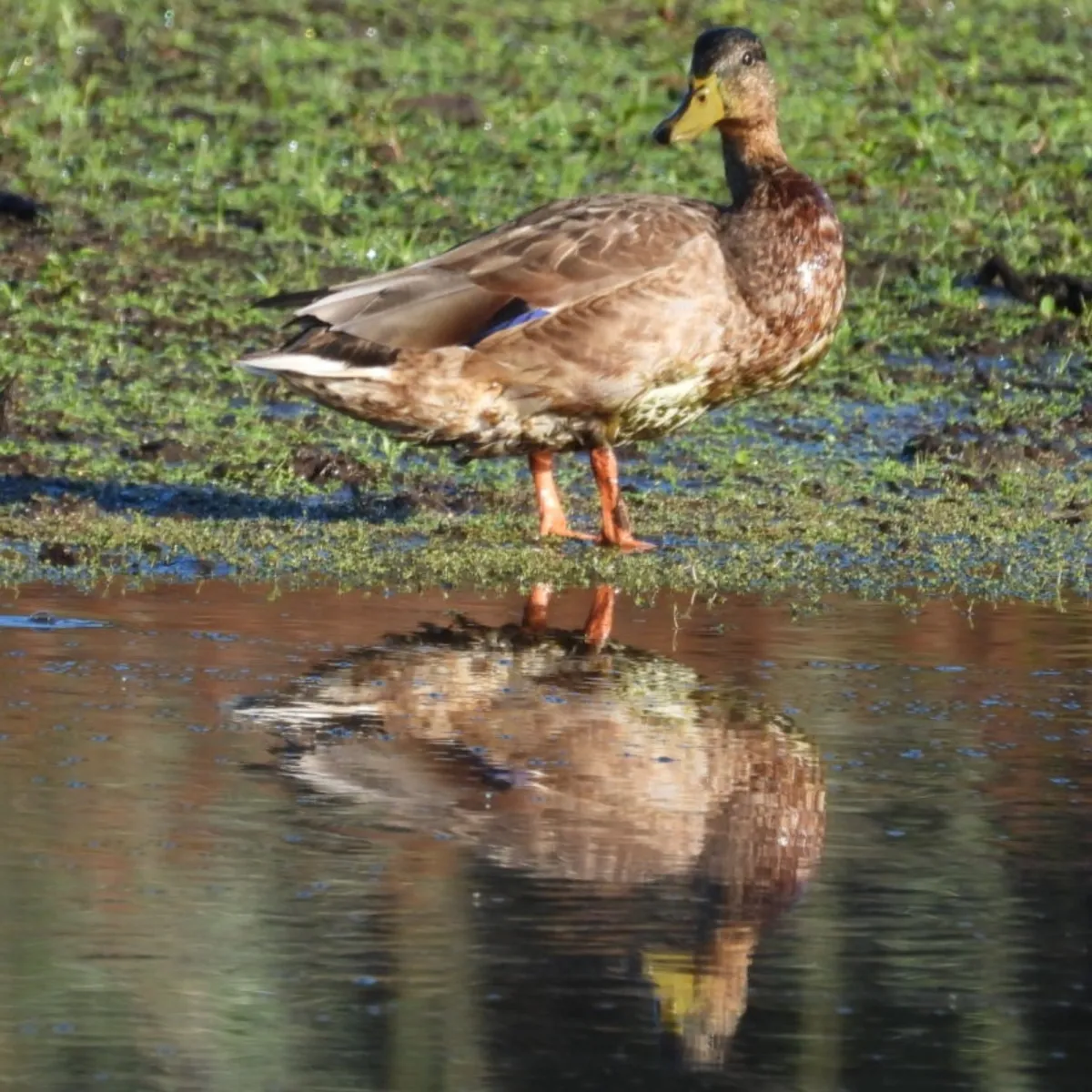 Spotted Mallard