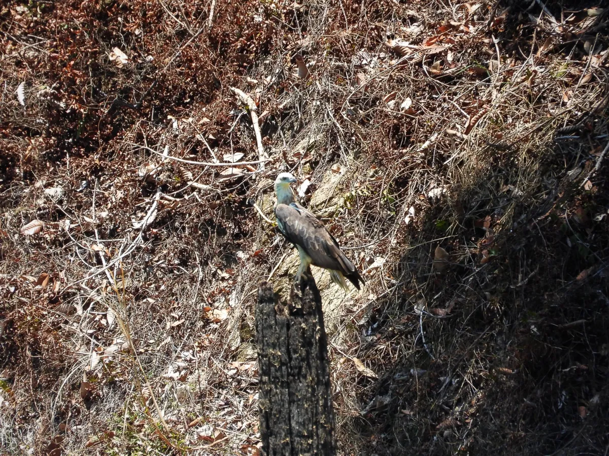 Gespotte Witbuikzeearend