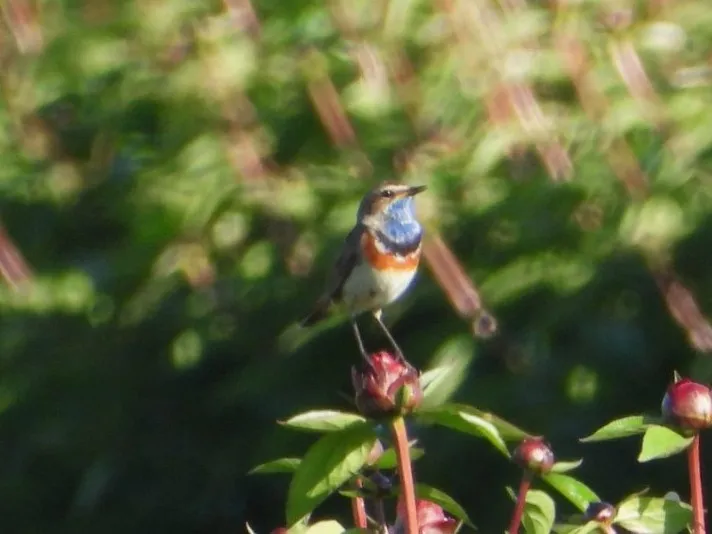 Waargenomen Blauwborst