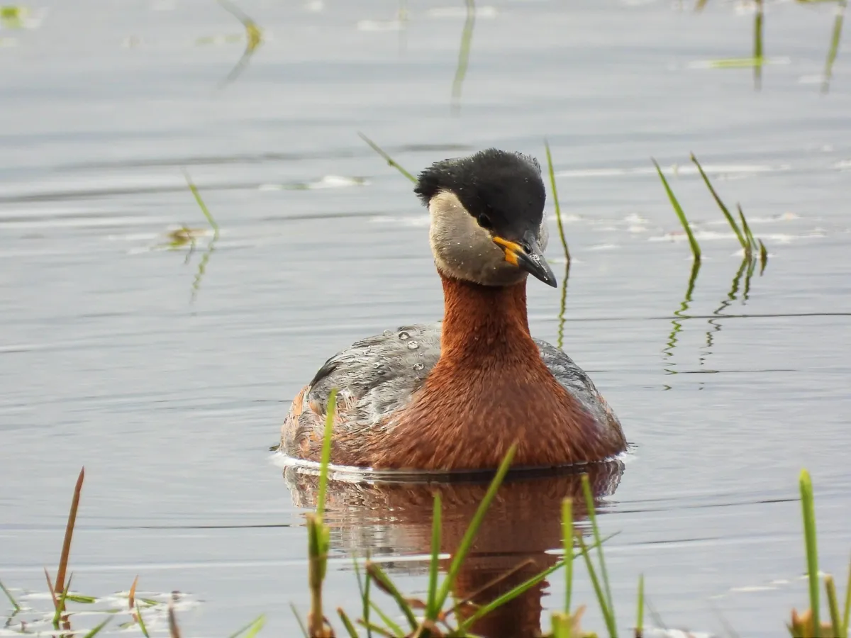 Gespotte Roodhalsfuut