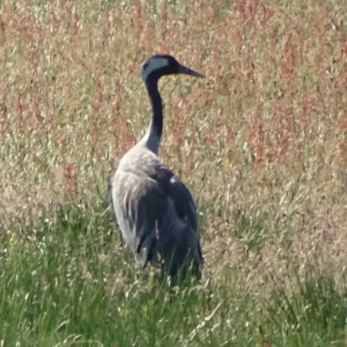 Waargenomen Kraanvogel
