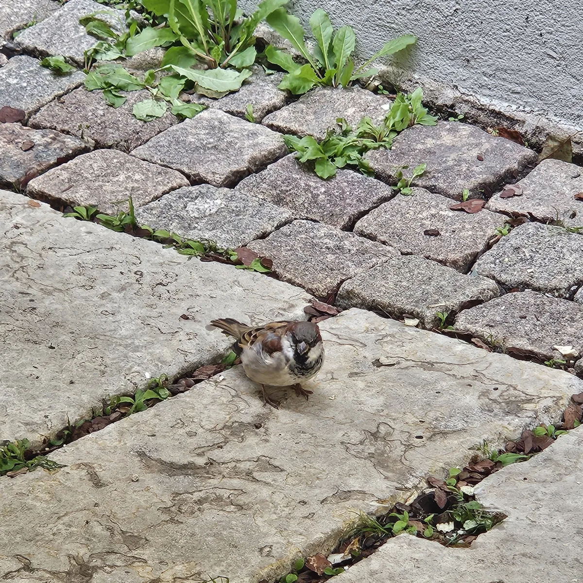 Spotted House Sparrow