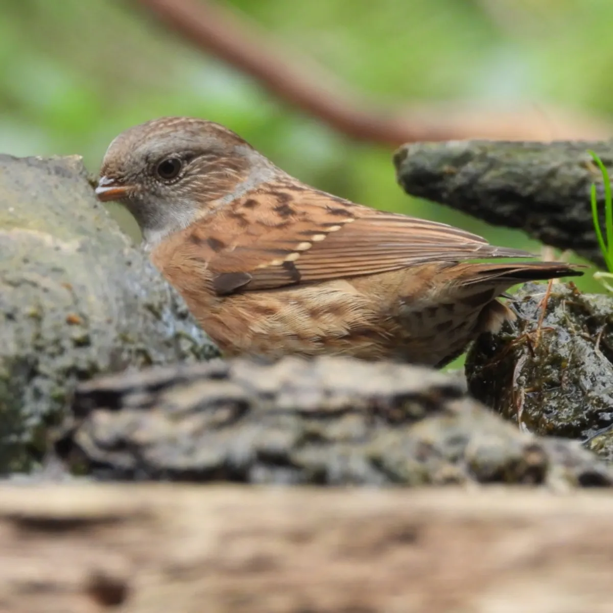 Spotted Dunnock
