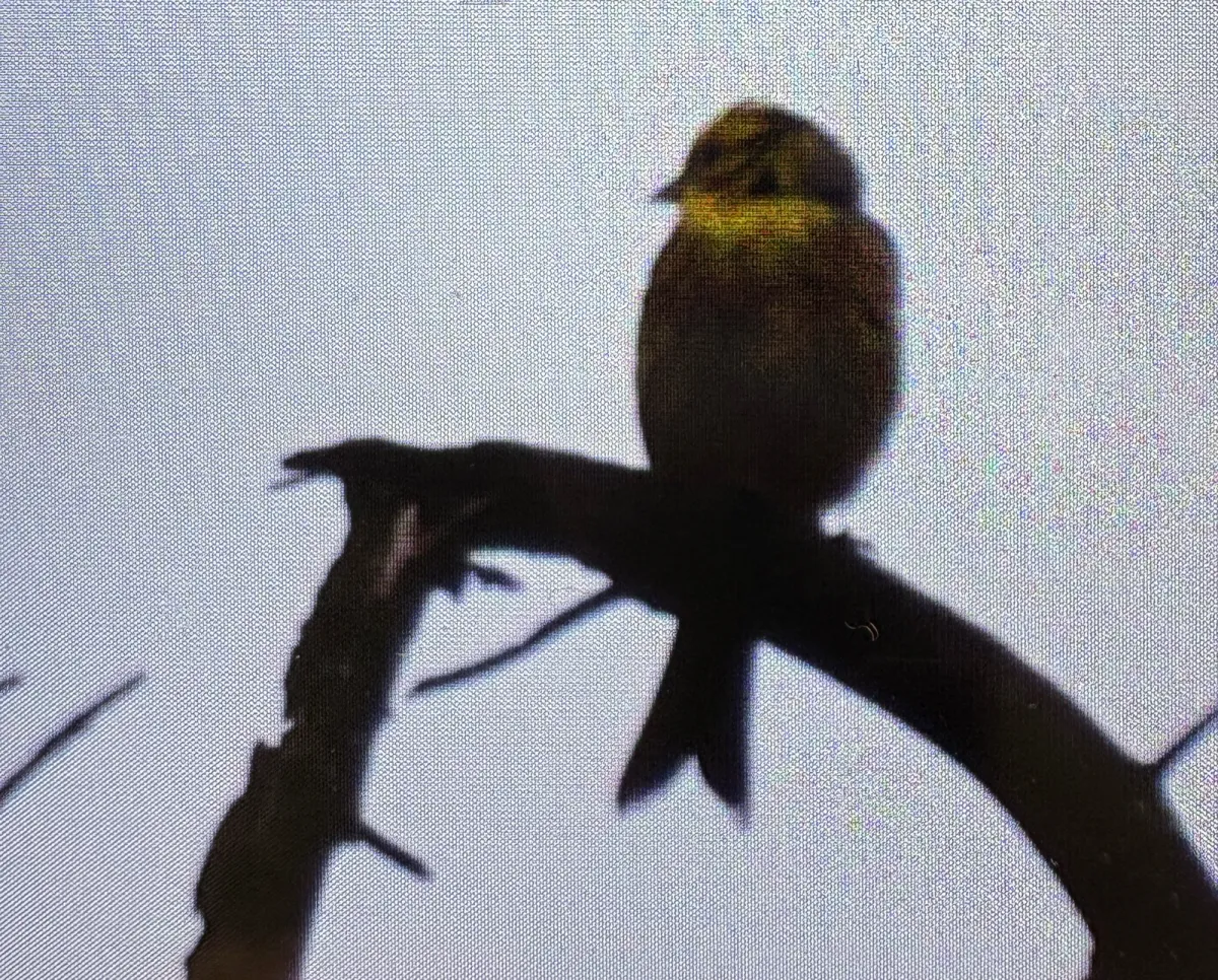 Spotted Yellowhammer