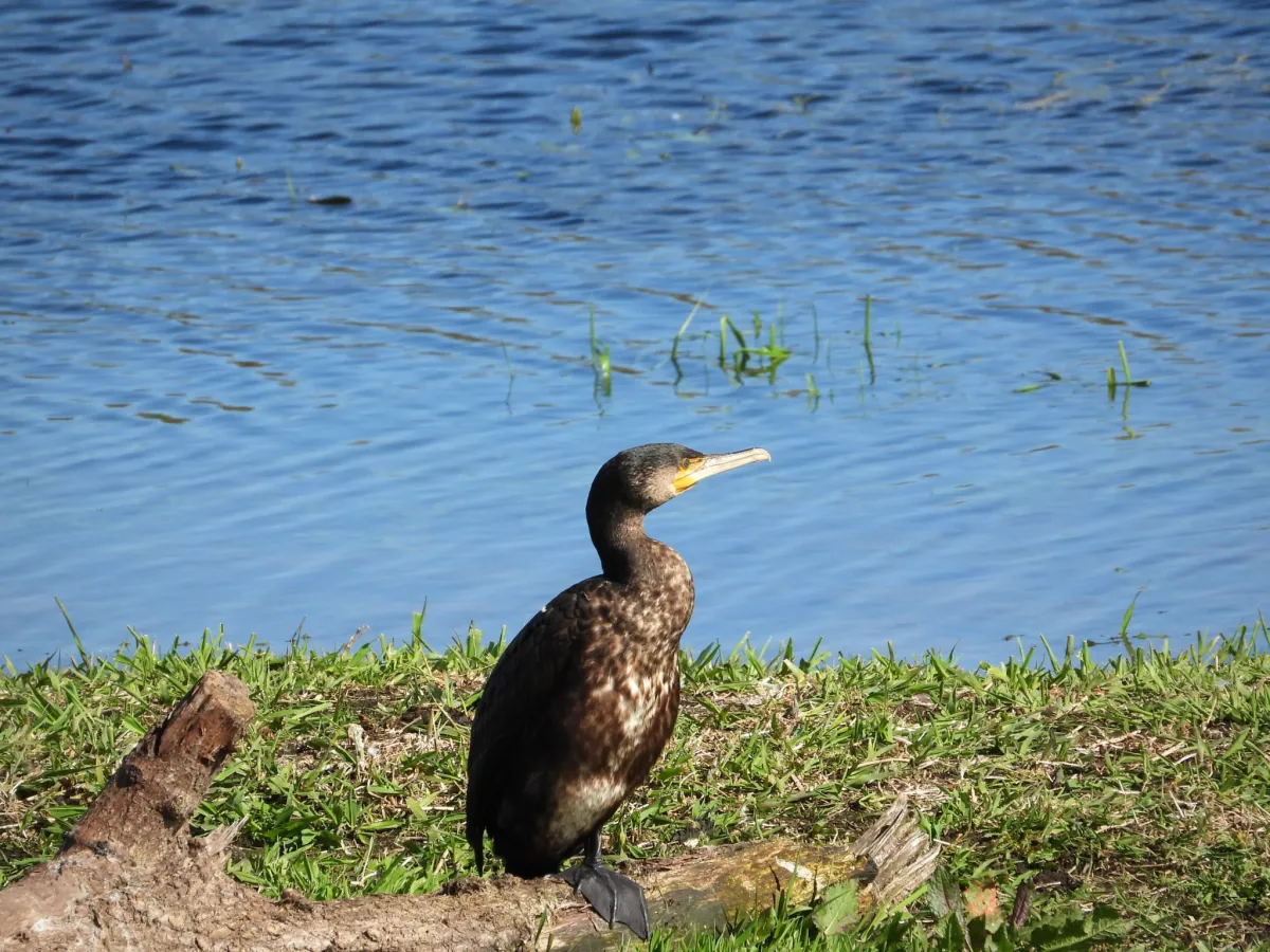 Gespotte Aalscholver