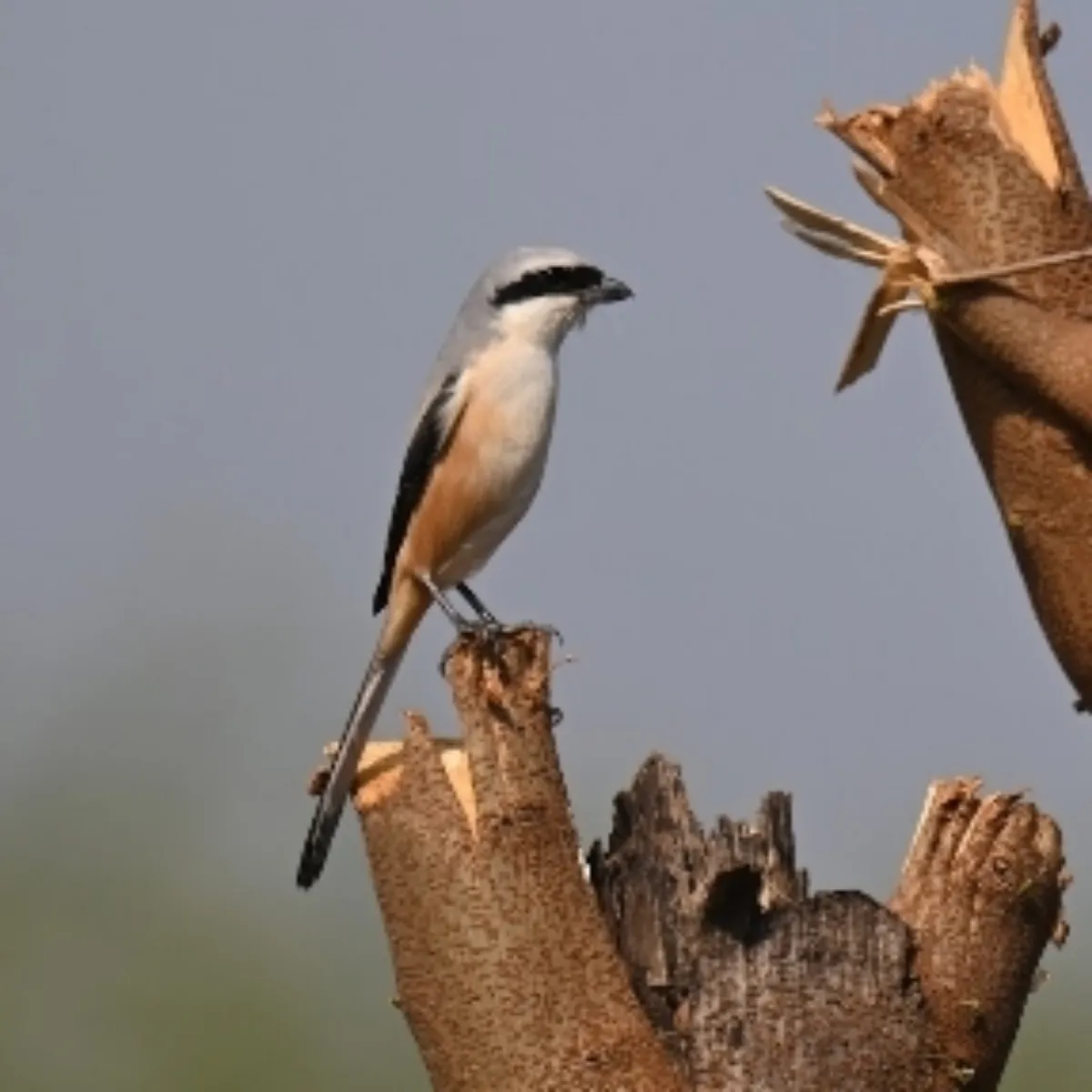 Spotted Long-tailed Shrike
