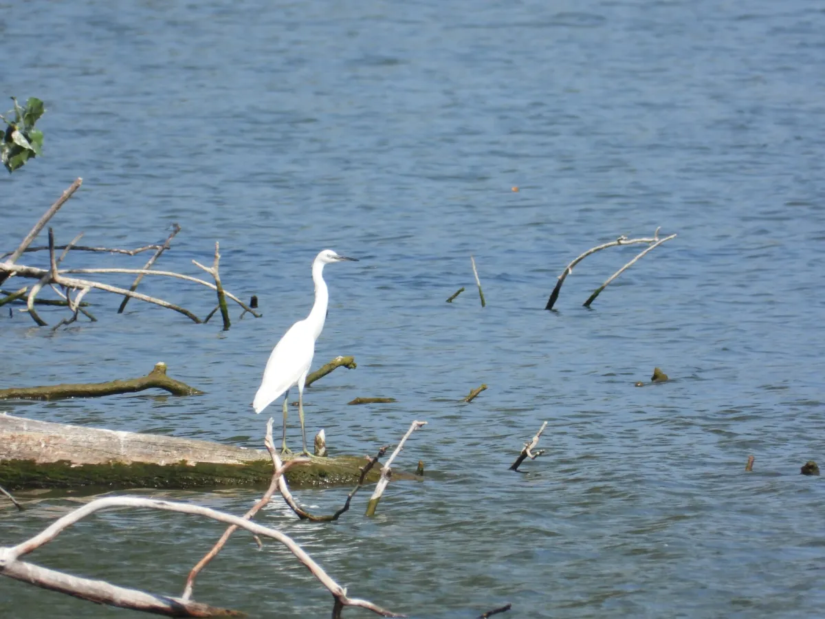 Waargenomen Kleine zilverreiger