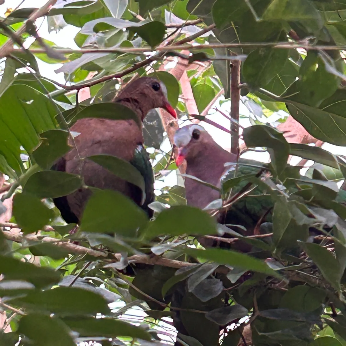 Gespotte Australische smaragdduif