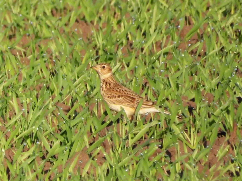 Gespotte Veldleeuwerik
