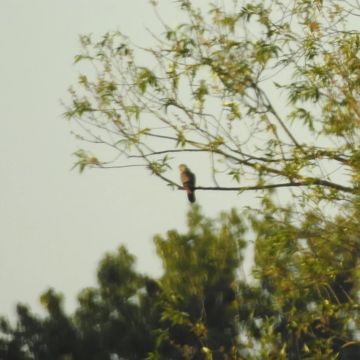 Spotted Common Cuckoo