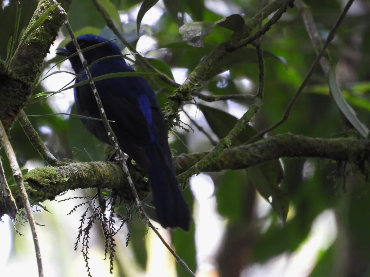 Gespotte Kobaltniltava