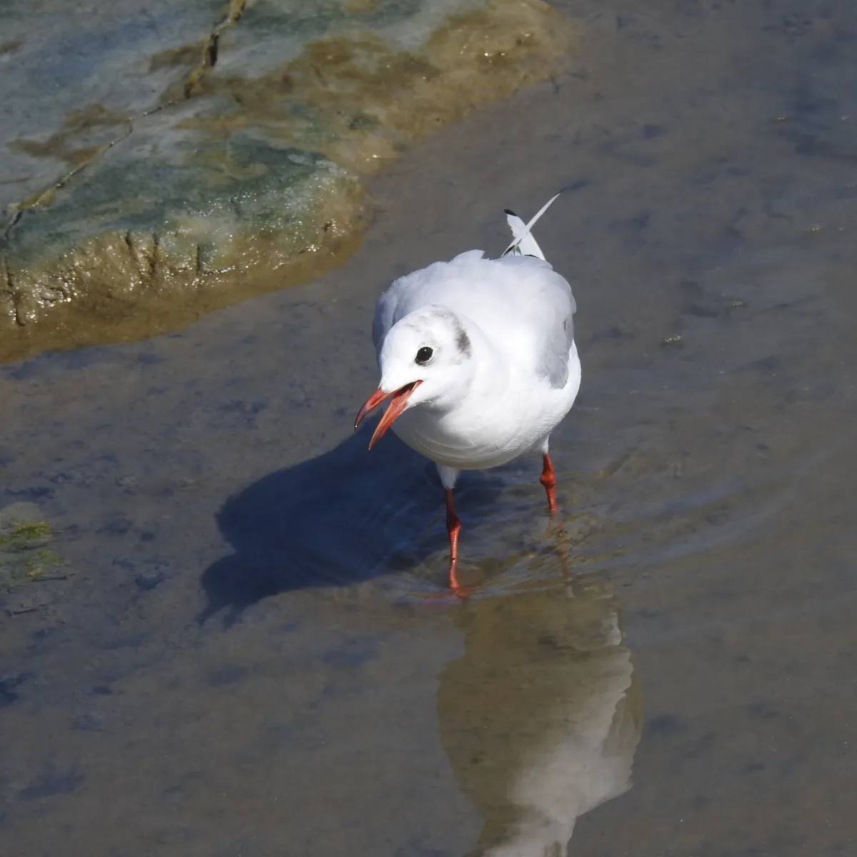 Spotted Black-headed Gull