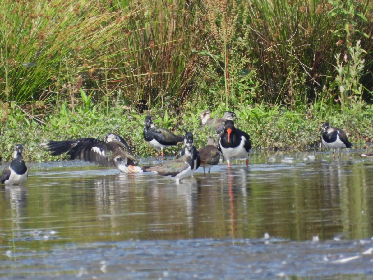 Spotted Northern Lapwing