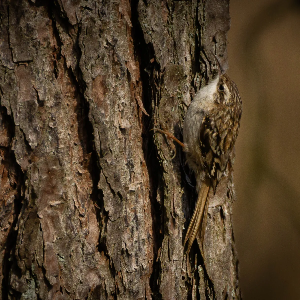 Gespotte Boomkruiper