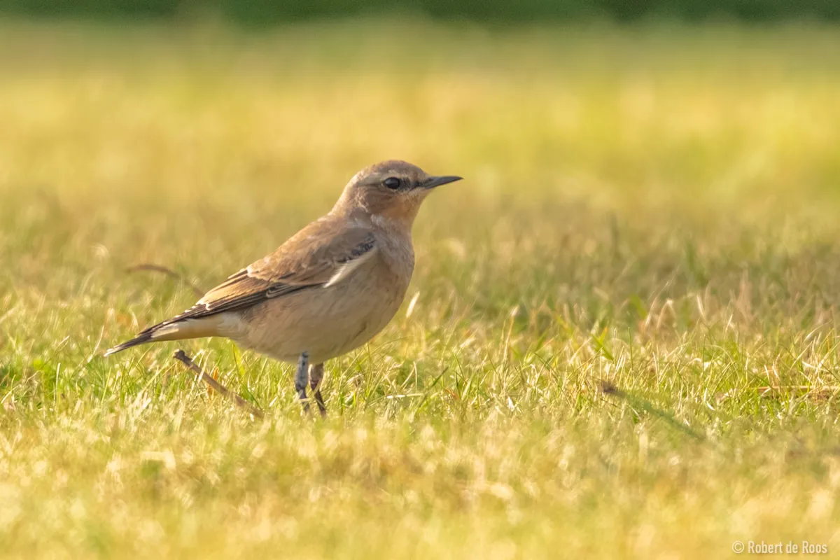 Spotted Northern Wheatear