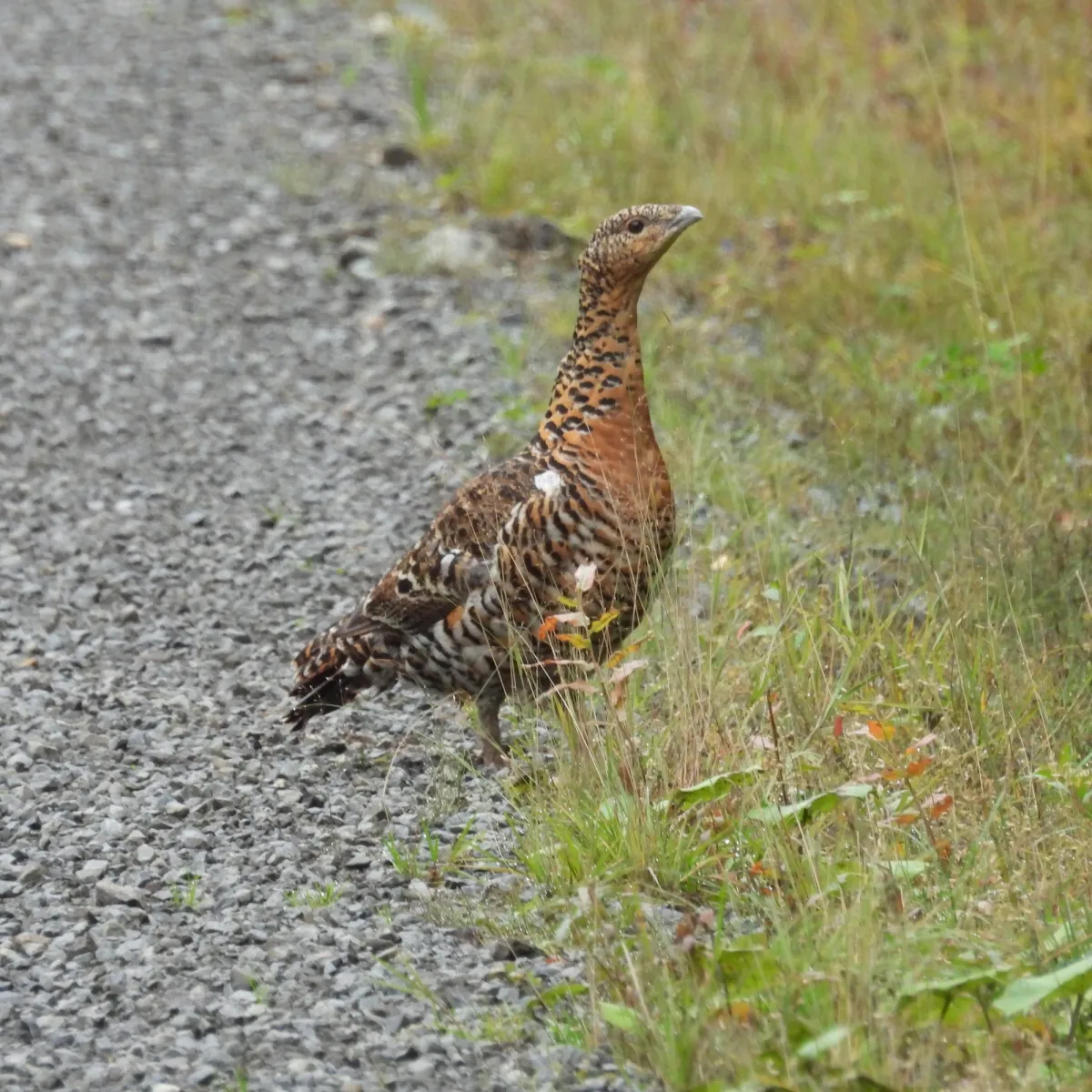 Spotted Western Capercaillie