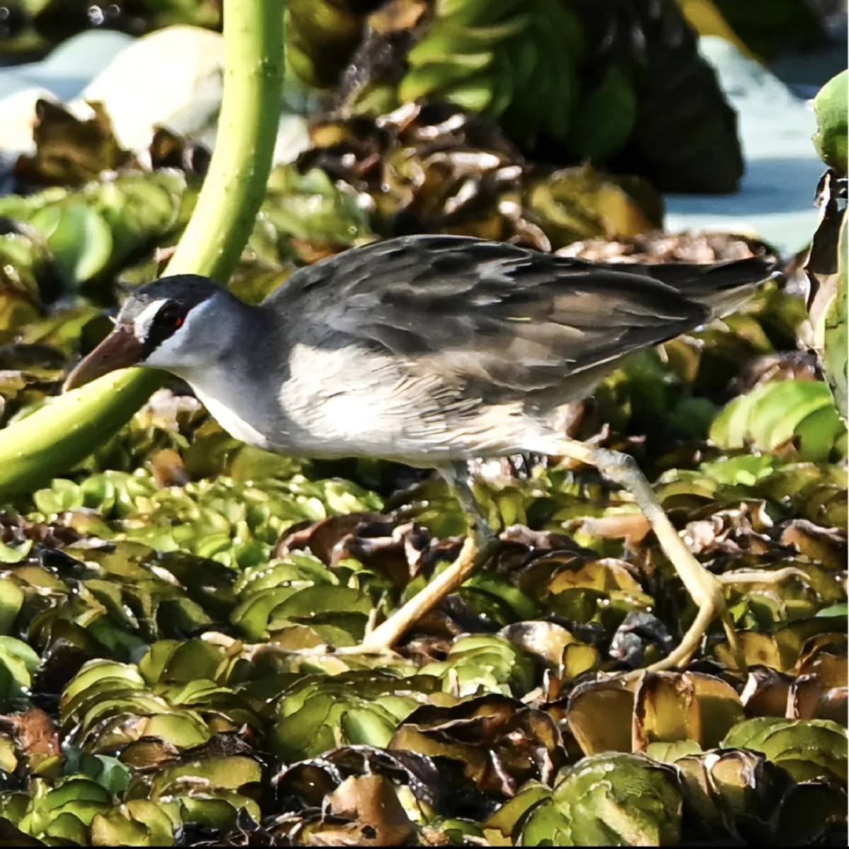 Gespotte Wenkbrauwral