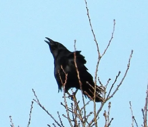 Gespotte Zwarte kraai