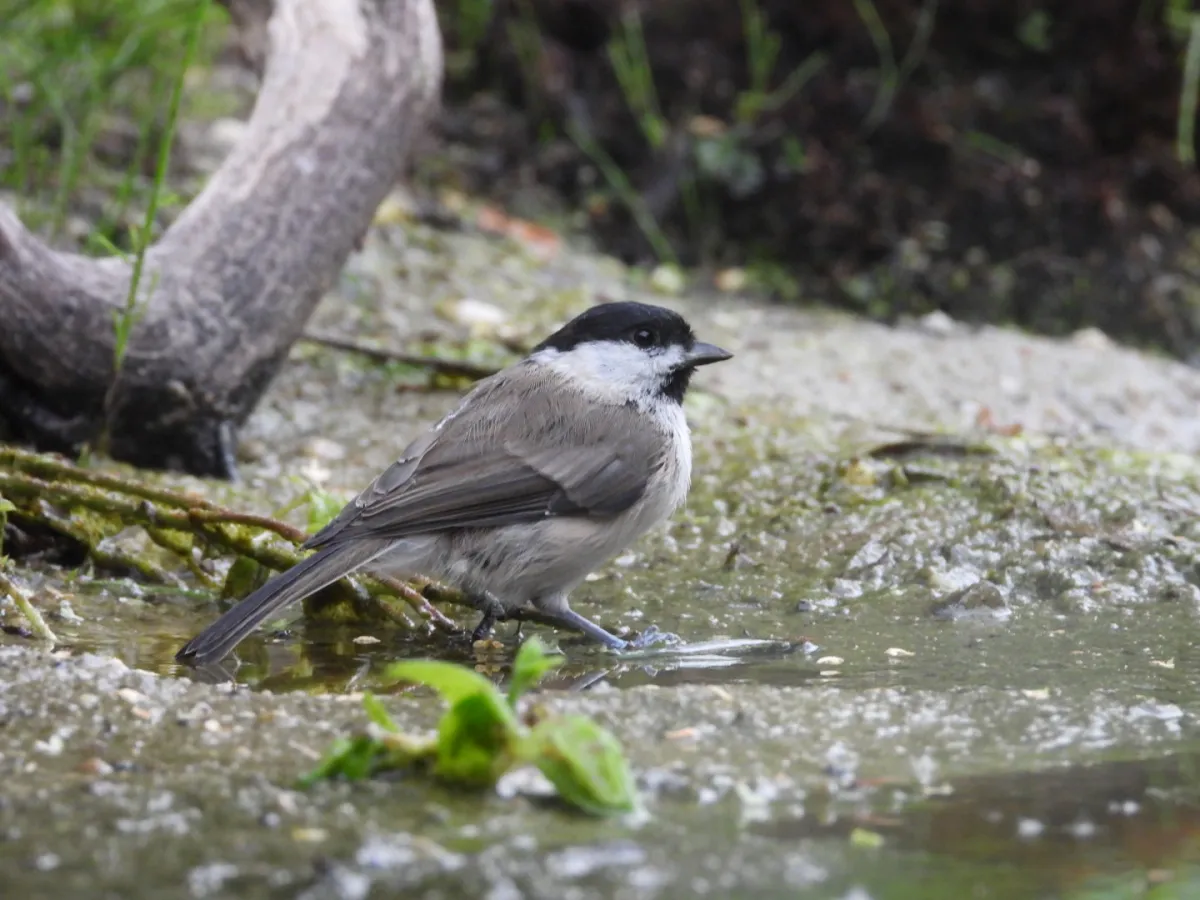 Spotted Marsh Tit
