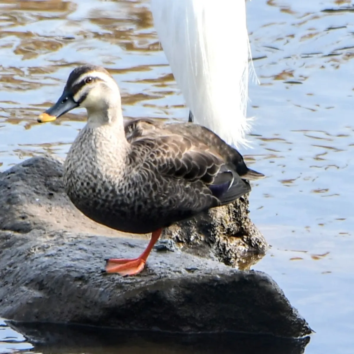 Spotted Eastern Spot-billed Duck