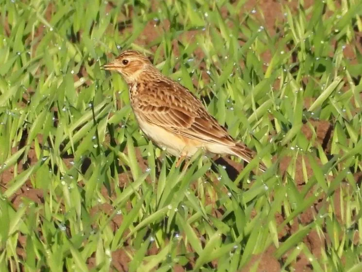 Gespotte Veldleeuwerik